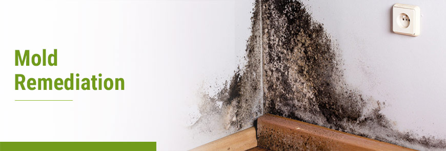 floor and carpet care services