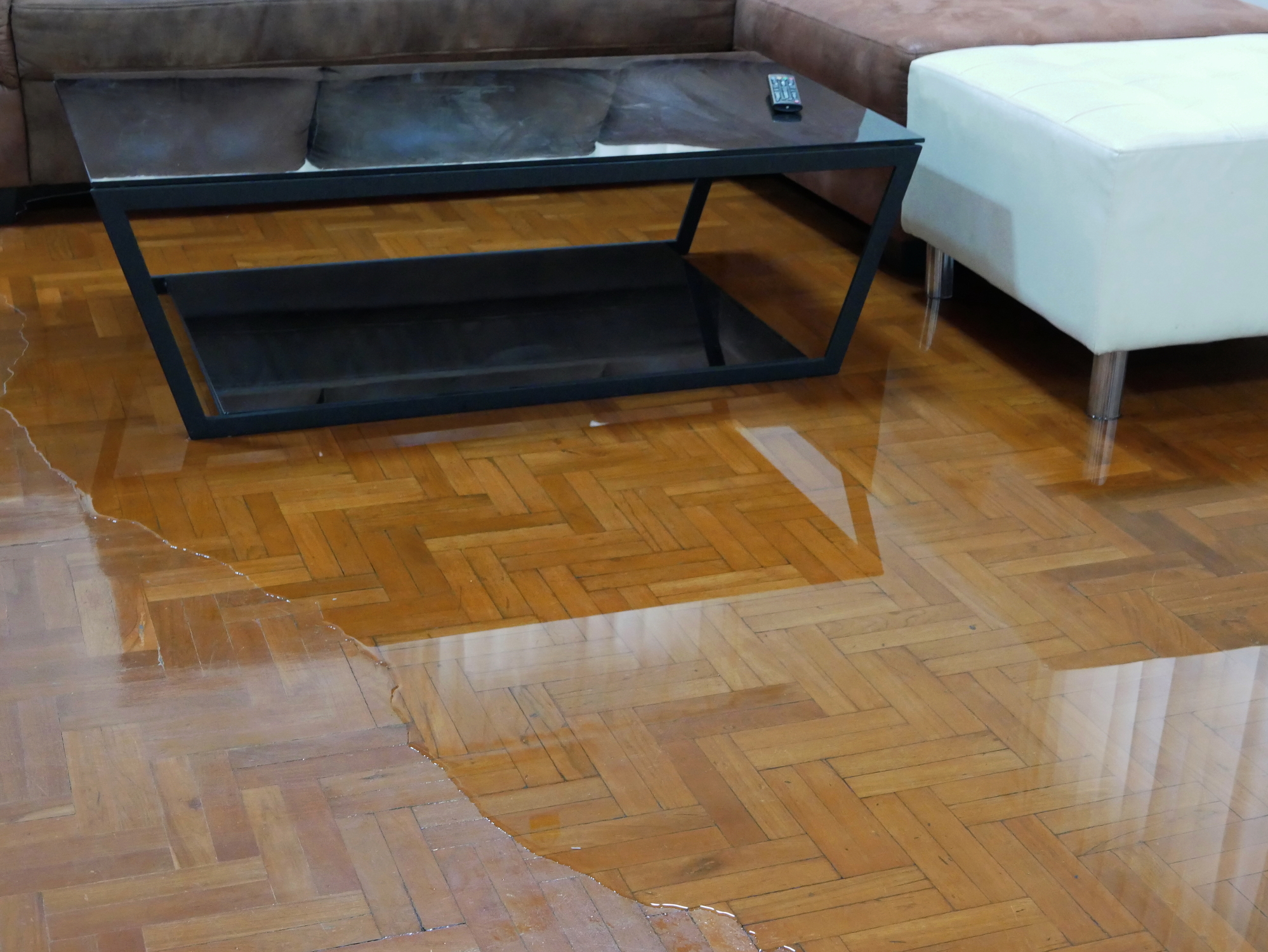floor and carpet care services